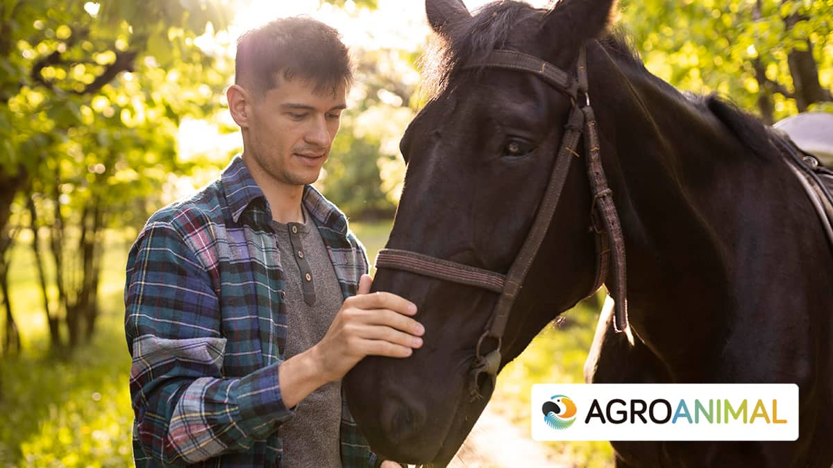 Cuidados bsicos para caballos