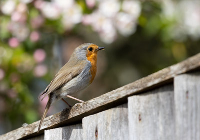 crear espacios seguros pajaros en casa