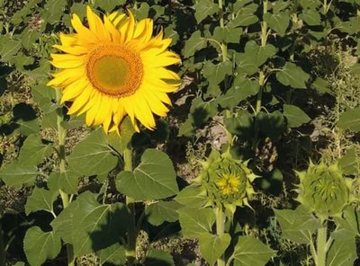 sanidad y proteccin vegetal