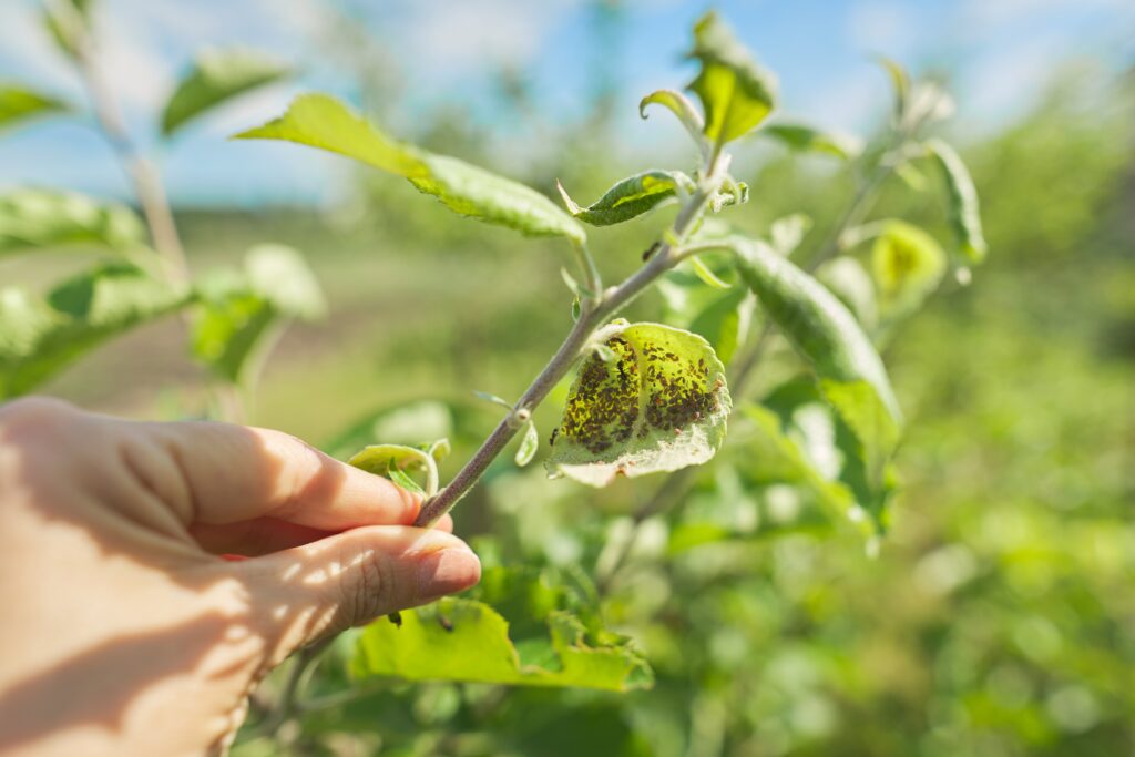 Agricultura Sostenible para Distribuidores y T�cnicos del Sector