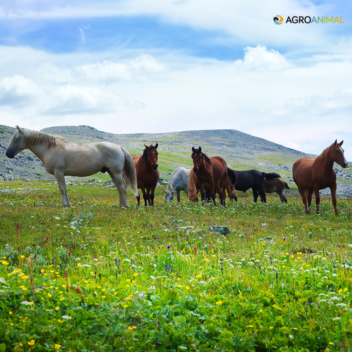 Compra la alimentacin para tu caballo en Agroanimal